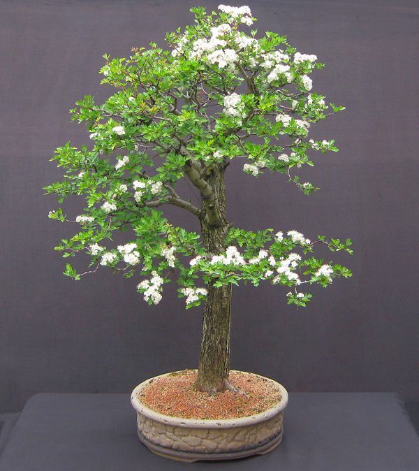 hawthorn bonsai